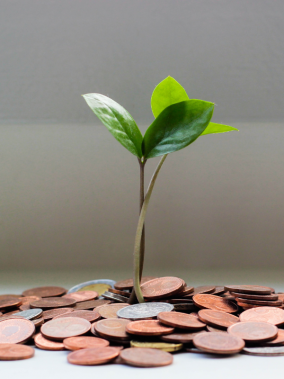 Pflanze wächst aus Geld.